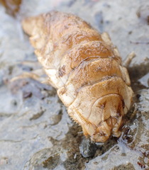 Saduria