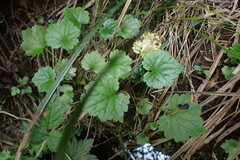 Boykinia occidentalis