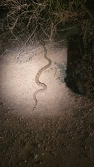Crotalus scutulatus