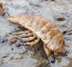 Saduria