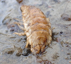 Saduria