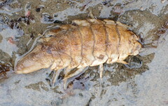 Saduria