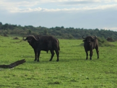 Syncerus caffer caffer