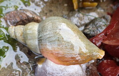 Volutopsius norwegicus