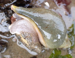 Volutopsius norwegicus