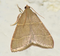 Hypsopygia