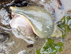 Volutopsius norwegicus