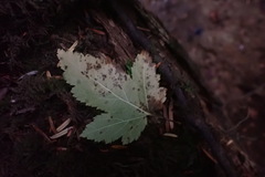 Physocarpus capitatus