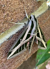 Eumorpha fasciatus