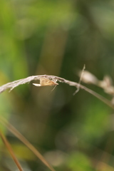 Udea lutealis