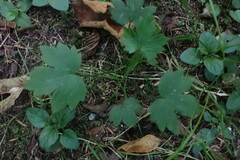 Ranunculus uncinatus