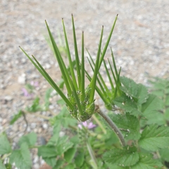 Erodium moschatum