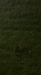 Leporidae