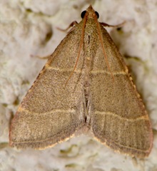 Hypsopygia