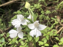 Habenaria