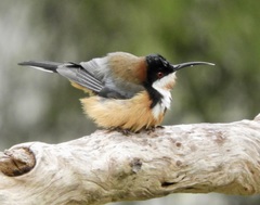 Acanthorhynchus tenuirostris