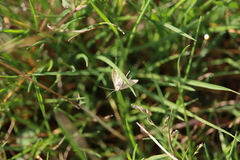 Udea lutealis
