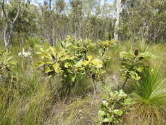 Banksia robur
