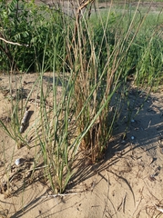 Ammophila arenaria