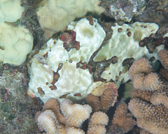 Antennarius commerson