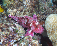 Taenianotus triacanthus