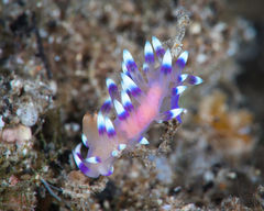 Coryphellina exoptata