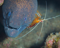 Gymnothorax flavimarginatus