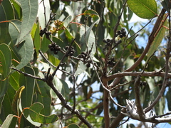 Eucalyptus bancroftii