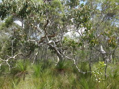 Eucalyptus bancroftii