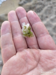 Ulvaceae