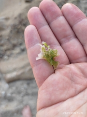 Ulvaceae