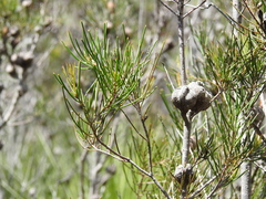 Hakea actites