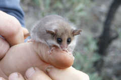 Cercartetus concinnus