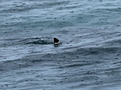 Carcharhinus melanopterus