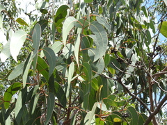 Eucalyptus bancroftii