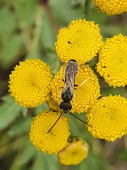 Halictus confusus