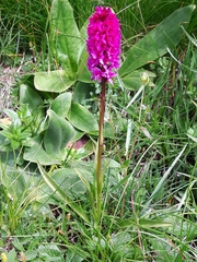 Gymnadenia