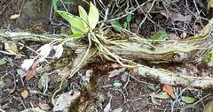 Sarcochilus falcatus