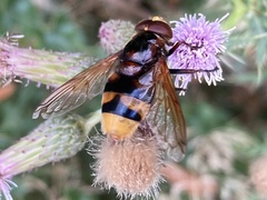Volucella zonaria