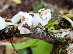 Sarcochilus falcatus