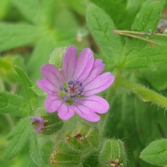 Geranium molle