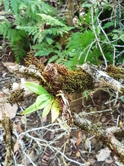 Sarcochilus falcatus