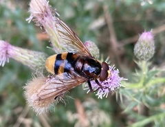 Volucella zonaria