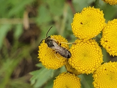 Halictus confusus