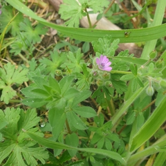 Geranium molle