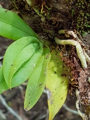Sarcochilus falcatus