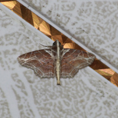 Dolichosomastis dorsilinea