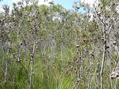 Hakea actites