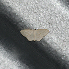 Scopula asopiata
