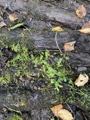 Cheilolejeunea clypeata